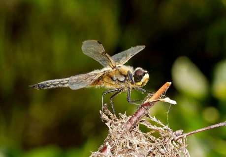 Rare large dragonfly Eurasian baskettail