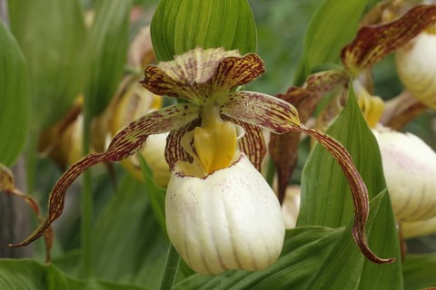 Southern lady's slipper Maxi