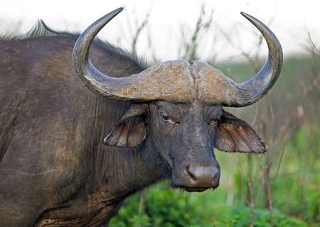 Cape buffalo