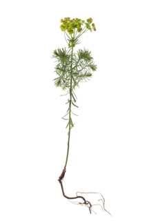 Cypress Spurge