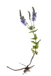 Broadleaf speedwell