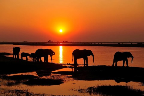 Elephants