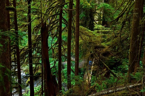 Dense vegetation and footpath through the rainforest