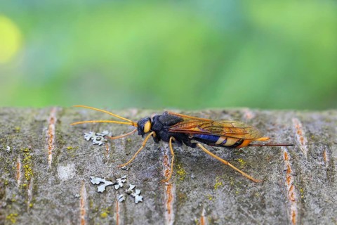 Giant Woodwasp