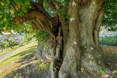 Woman standing in natural monument hollow tree