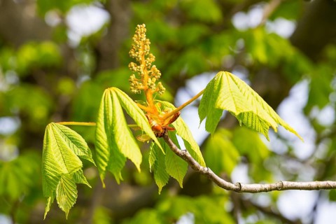 Horse chestnut