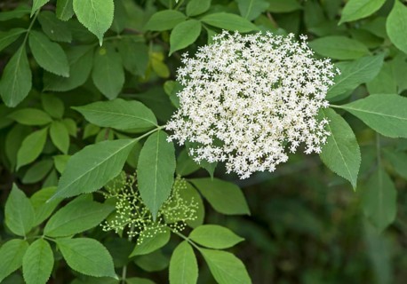 Inflorescence of black Elders
