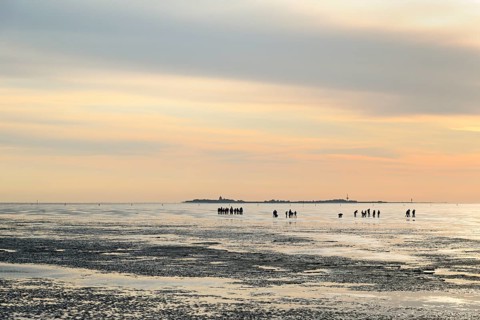 Guided mudflat tour in the evening hours