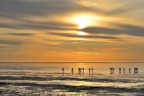 Guided mudflat tour in the evening hours