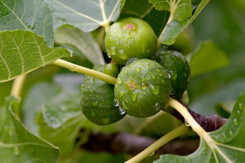 Ficus tree