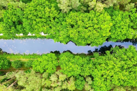 Ludwig-Danube-Main Canal in the forest from above