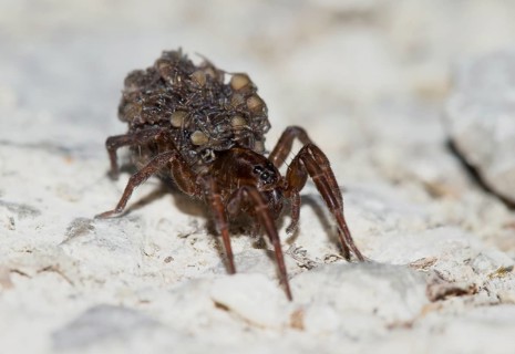 Female wolf spider