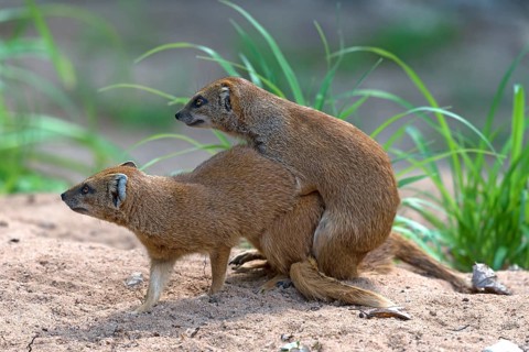Mating Mongooses