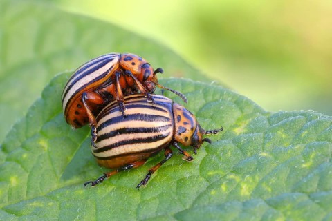 Two Colorado potato beetle