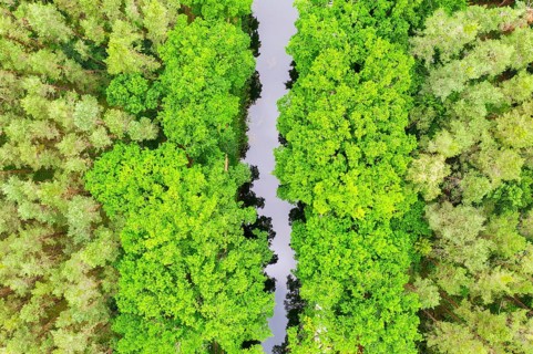 Ludwig-Danube-Main Canal in the forest from above