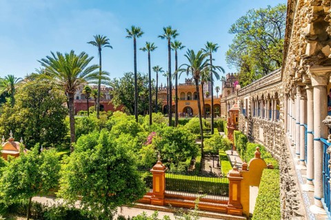 Garden with palm trees