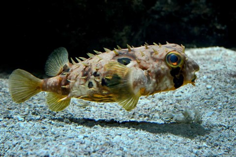 Spotted Porcupine Fish