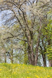 Wild tulips