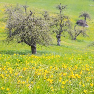 Orchard meadow in spring