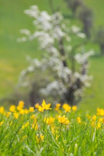 Orchard meadow in spring