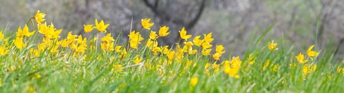 Orchard meadow in spring