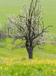 Orchard meadow in spring