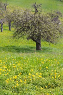 Orchard meadow in spring