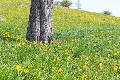 Meadow orchard in spring