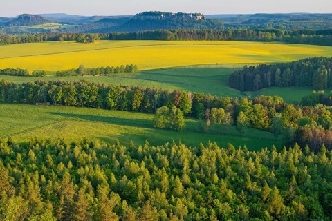 View from Rauenstein over blooming rape fields to the fortress Koenigstein and Pfaffenstein