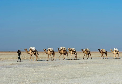 Afar Shepherd leads dromedary caravan loaded with rock salt plates across the Assale Salt Lake