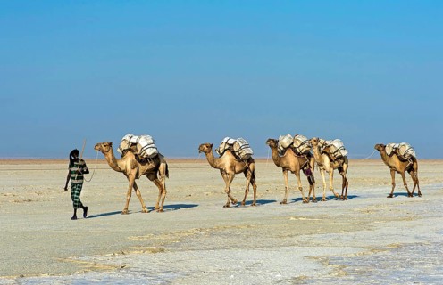 Afar Shepherd leads dromedary caravan loaded with rock salt plates across the Assale Salt Lake