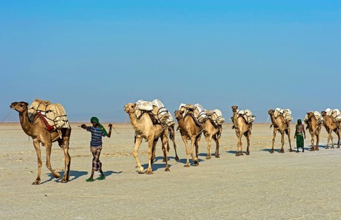 Afar Shepherd leads dromedary caravan loaded with rock salt plates across the Assale Salt Lake