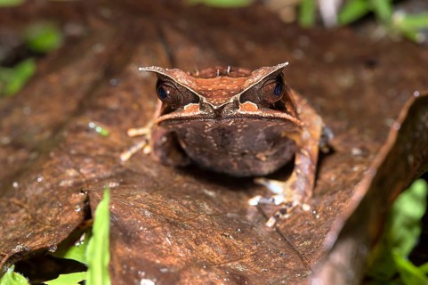 Long-nosed horned frog