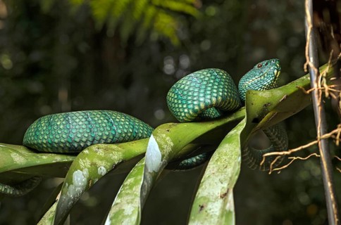 Toxic MinesViper