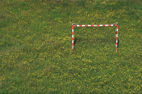 Meadow