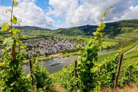Vineyards on the Moselle