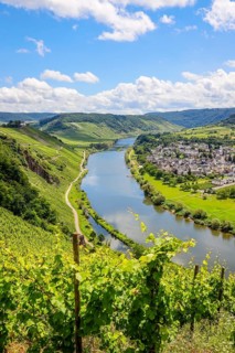 Marienburg above vineyards on the Moselle