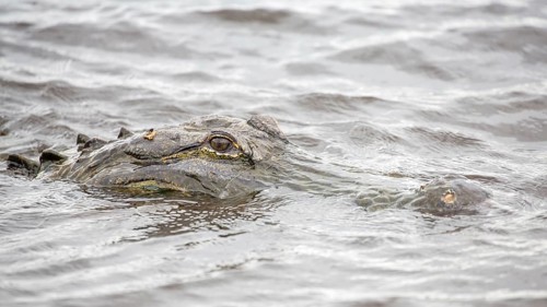 American alligator