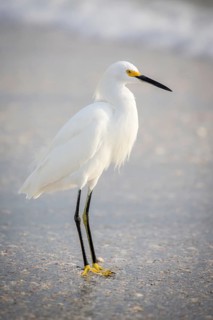 Little egret