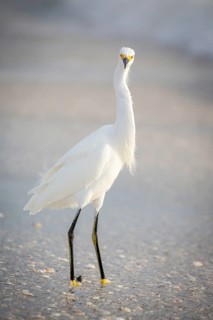 Little egret