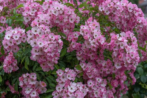 Flowering rambler rose Maria Lisa