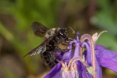 Violet carpenter bee