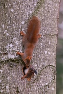 Eurasian red squirrel