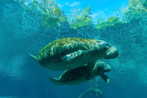 Manatee