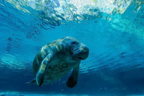 Manatee