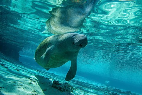 Manatee