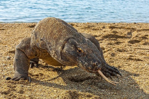 Komodo dragon