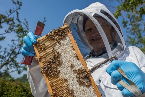 Beekeeper with protective suit controls honeyBees