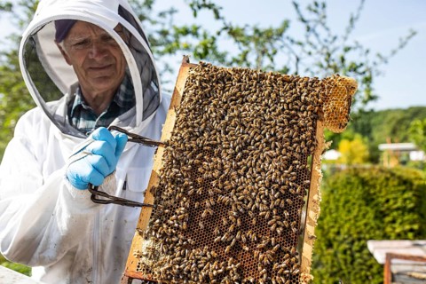 Beekeeper with protective suit controls honeyBees