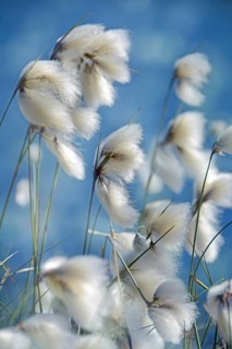 Blooming Cottongrass